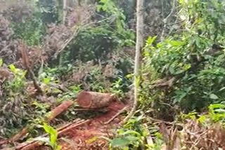 Timber smugglers destroyed in Bihali sanctuary