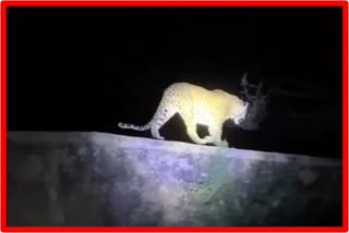 Leopard in Sinnar taluka