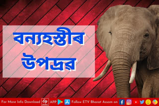 Wild elephants destroy house in Kaliabar