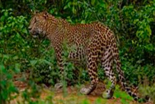 Leopard caught in Manendragarh