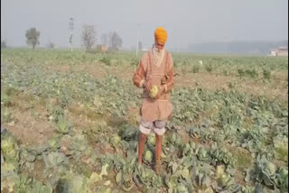 Closed Cabbage farmers at Batala upset