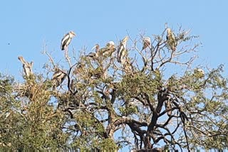 ભાવનગરના મહેમાન બનતા ઢોર બગલા