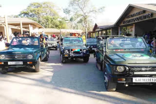 Tourists flocking to Sasan Gir for glimpses of Babbar lion in New Year