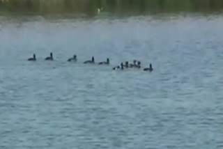 Siberian birds in Khatima