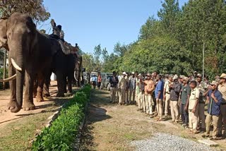 exciting-operation-of-lone-tusk-jungle-captivity