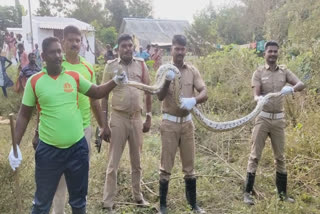 கோழிக்குஞ்சை விழுங்கிய 10 அடி மலைப்பாம்பு; மீட்டு வனப்பதியியில் விட்ட தீயணைப்புத் துறையினர்