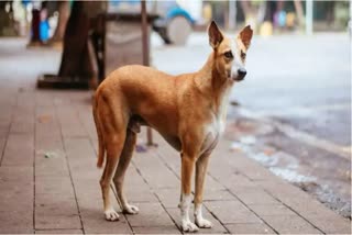 Man Killed Dog in Jaipur, Dog Attacked with axe in Jaipur