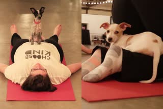 Pet Dog Yoga in Britain