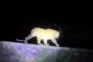 Leopard sighting in Hassan Industrial Area