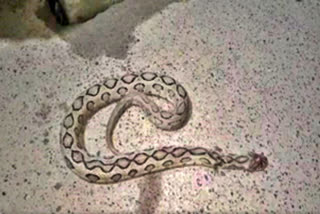 Drunken man plays with a venomous snake, died of snake bite on New year