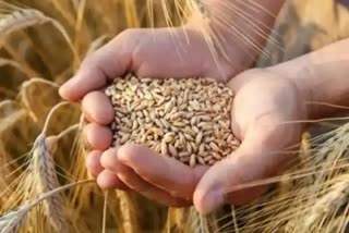 ઘઉંની નિકાસ એપ્રિલ-નવેમ્બરમાં 30 ટકાથી વધીને 1.5 અબજ USD થઈ