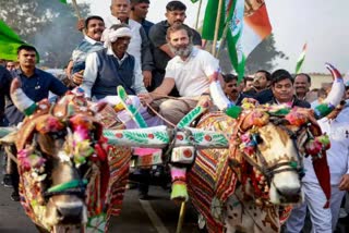 bharat jodo yatra