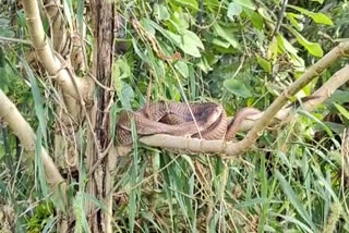 cobra c  cobra comes and resting in a branch of a plant  Bangalore  Narayanpur  Narayanpur cobra resting in a branch of a plant  മൂര്‍ഖന്‍ പാമ്പിന്‍റെ വിശ്രമം  മൂര്‍ഖന്‍ പാമ്പ്  ആനേക്കൽ  പാമ്പിന്‍റെ വിശ്രമം  ചെടിയില്‍ വിശ്രമിക്കുന്ന പാമ്പ്