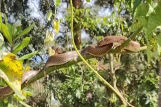 A cobra staying in one place for one and half month In Karnataka