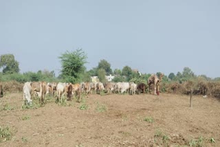 છોટાઉદેપુરના શાકભાજી ખેડૂતોની મોટી સમસ્યા, કારણ જાણી ચોંકી જશો
