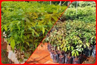 fruit plants sale in Solan