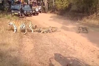 kanha national park tourists crowd not seen