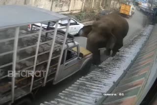 Elephant hums on pickup truck