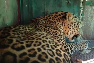barwani female leopard rescue