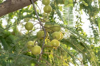 which season should farmers do Amla cultivation