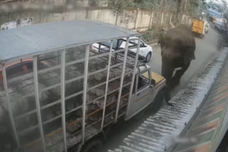 Elephant charges upon a vehicle