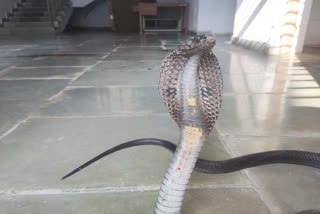 cobra entered in statistics department