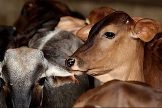 Smuggling of cattle along Indo-Bangladesh border