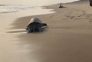 olive ridley turtle