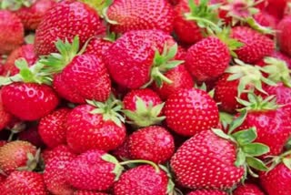 strawberry cultivation in haryana