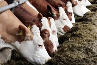 Women dairy farmers in Banaskantha