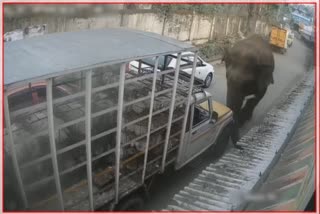 Elephant Attacks Pickup Truck