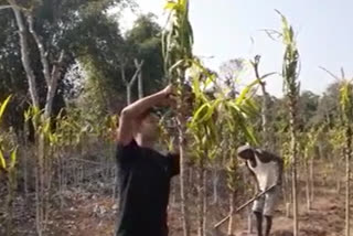 Biswajit Chutia self reliant Daisina cultivation