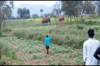 தர்மபுரி அருகே ஊருக்குள் புகுந்த யானையால் கிராம மக்கள் பீதி!