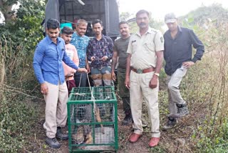 With Tireless Efforts of Forest Department, Fox who Fell in Well was Saved