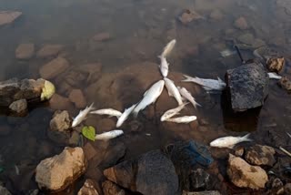 Fish Died Due To Pollution In Panchganga River