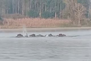 elephants-playing-in-the-water-at-hasana