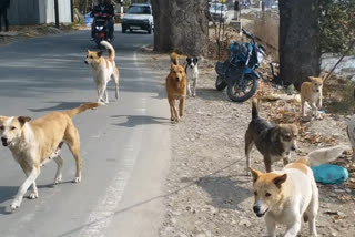 Stray dog menace irks residents of Anantang