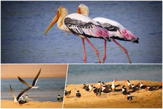 Camp of foreign birds in Dholpur