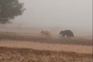 White bear seen once again in Marwahi Forest