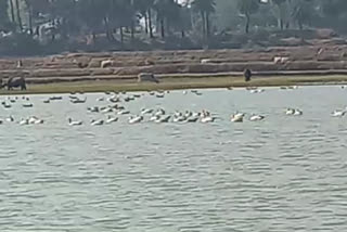 Reservoir Of Deoghar Buzzes With Foreign Birds