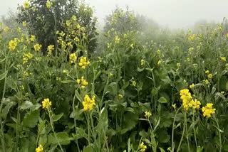 Fog brings cheer to farmers