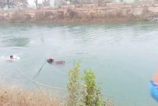 cow fell near bhakra canal bridge