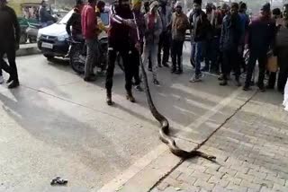 Python Came on Streets