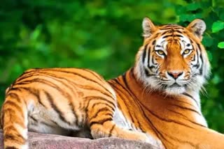 mp sensation due to death another tiger in panna