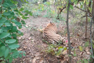 Forest Department Caught Tiger
