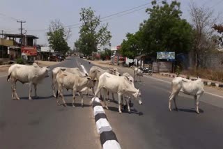 mulugu-district-collector-fined-the-cattle-for-crossing-the-car