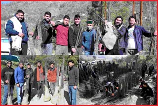 Sale of fruit plants at Nauni University