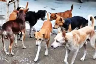 street dog menace in Bihar  ബീഹാറിലെ ബെഗുസരായില്‍ തെരുവ് നായ ശല്യം  വിദഗ്‌ധ ഷൂട്ടര്‍മാരുടെ  ബെഗുസരായി  ബീഹാറിലെ തെരുവ് നായകളെ കൊല്ലാന്‍ ഷൂട്ടര്‍മാര്‍  National level shooters to end street dog menace