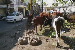 જાહેર માર્ગો પર ઘાસચારો વેચનાર, ખવડાવનાર સામે એક્શન, સાત લોકો સામે ફરિયાદ