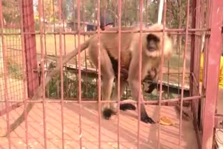 shivpuri monkey caught